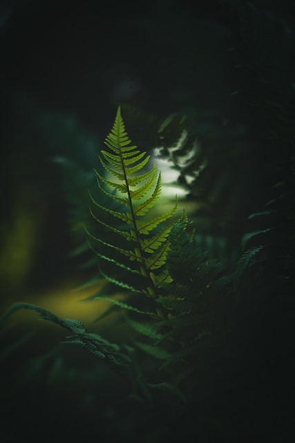 ferns 7438928 640