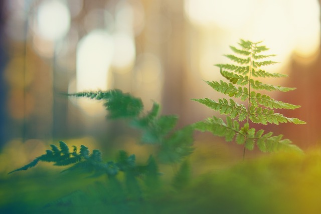 forest 3409618 640
